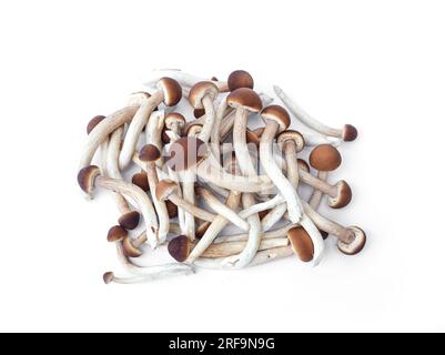 Japanischer Pilz oder Yanagi-Matsutake isoliert auf weißem Hintergrund. Stockfoto