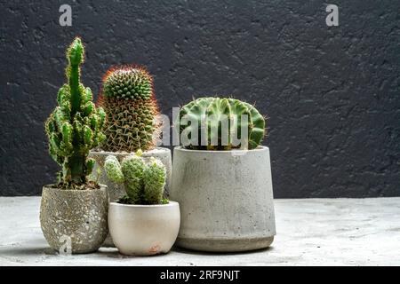 Eine Gruppe wunderschöner Kakteen in Zementtopf auf schwarzem Hintergrund Stockfoto