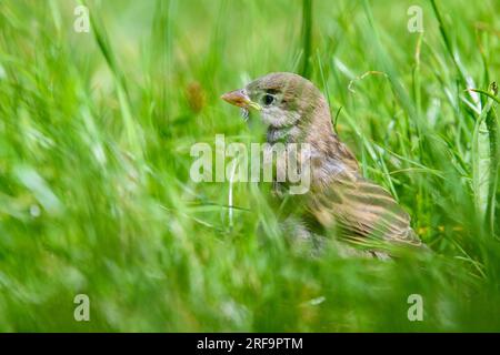 PRODUKTION - 01. August 2023, Sachsen-Anhalt, Magdeburg: Im Zoo Magdeburg befindet sich ein Hausspatz im Gras. Der Spatzen wurde in den letzten Wochen von den Mitarbeitern der Station zur Wiederansiedlung von Wildtieren des Magdeburger Zoos aufgezogen und ist nun in die Wildnis freigelassen worden. Meistens waren die kleinen Vögel schon einmal aus dem Nest gefallen oder der erste Flugversuch war erfolglos. Die Küken verbleiben in der Entlassungsstation, bis sie selbst Futter für das Futter finden können. Seit über 70 Jahren werden im Zoo von Magdeburg junge Wildtiere aufgezogen. Ohne Ausnahme nehmen wir gefundene Tiere einheimischer Arten auf, die nicht B sein können Stockfoto