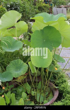 Nelumbo nucifera, auch Lotusblüte genannt, auf dem Topf, auf dem sie geerntet werden, sind Barfrüchte Stockfoto