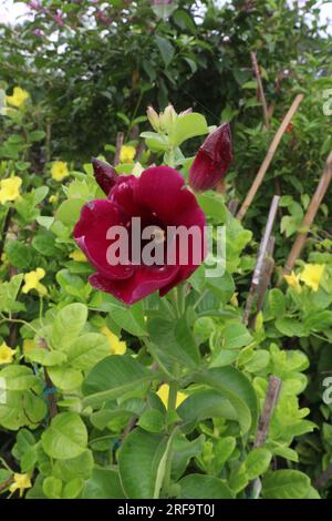 Die auf dem Bauernhof zu erntende Blütenpflanze Allamanda Blanchetii ist eine Geldpflanze Stockfoto