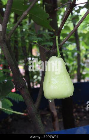 Wässriger Rosenapfel auf dem Baum wird wegen seines Holzes und seiner essbaren Früchte angebaut Stockfoto