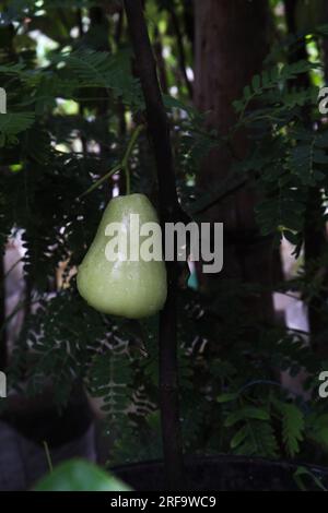 Wässriger Rosenapfel auf dem Baum wird wegen seines Holzes und seiner essbaren Früchte angebaut Stockfoto