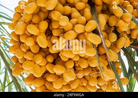 Nahaufnahme von gelben Dattelfrüchten auf einem Baum in Dubai Stockfoto