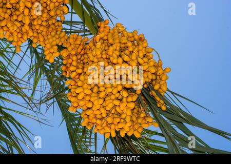 Gelbe Datteln hängen stark von den Ästen der Palme Stockfoto