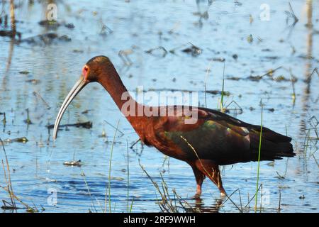 Sichler Stockfoto