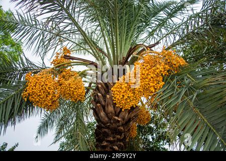 Gelbes Dattelobst sammelt sich an einem Baum Stockfoto