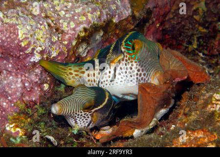 Paarung von Black-Saddled Toby, Valentines Pufferfish, Valentines Sharpnosed Puffer, Canthigaster valentini. Weitere Informationen finden Sie unten Stockfoto