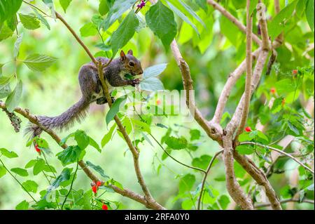 Eichhörnchen, das lila Beeren auf einem Ast isst Stockfoto