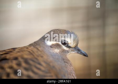 Im Frühling können Sie sich im australischen Busch mit einem bronzenen Taubenvogel nähern Stockfoto