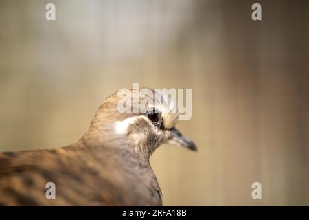 Im Frühling können Sie sich im australischen Busch mit einem bronzenen Taubenvogel nähern Stockfoto