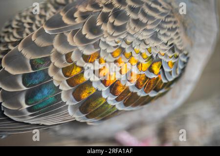 Im Frühling können Sie sich im australischen Busch mit einem bronzenen Taubenvogel nähern Stockfoto