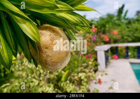 Nahaufnahme eines Schaumstoffnests mit den Eiern eines vierflügeligen Baumfrosches, die an der Unterseite von Zierpflanzen neben einem Pool hängen. Stockfoto