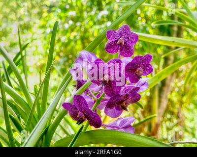 Eine wunderschöne violette gesprenkelte Vanda Orchidee, die in einem Garten im Freien auf den Philippinen blüht. Stockfoto