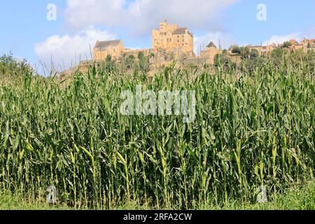 Culture du maies dans la vallée de la Dordogne en Périgord près du Village et du château fort de Beynac en France Stockfoto