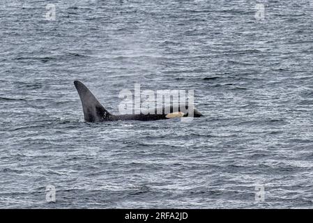 Orca im Behm-Kanal Stockfoto