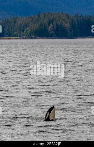 Orca-Spionage im Behm-Kanal Stockfoto