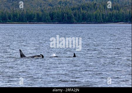 Orcas im Behm-Kanal Stockfoto