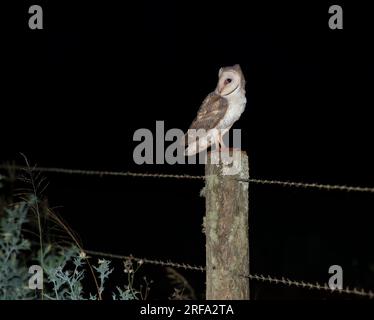 Scheuneneule (Tyto alba) ist nachtaktiv und einer der am weitesten verbreiteten Vögel. In Australien bevorzugt sie die Unterbringung, Stockfoto