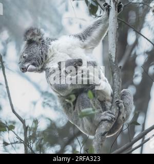 Der Koala ist das typische australische Tier, weltweit bekannt und sehr beliebt. Dieses Klettertier hält sich an seinem Joey fest. Stockfoto