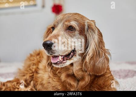 Gemütlicher Hundeausflug, englischer Cocker Spaniel auf dem Bett. Stockfoto