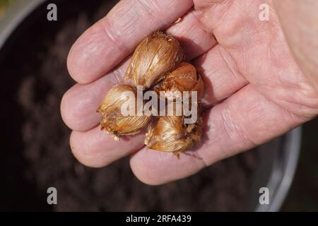 Zwiebeln aus Eisenkreuzpflanze, Glückklee, Shamrock, vierblättrige Holzsorrel (Oxalis tetraphylla, O. deppei) Familie, Oxalidaceae. Hand, Gras Erde. Unterer Stockfoto