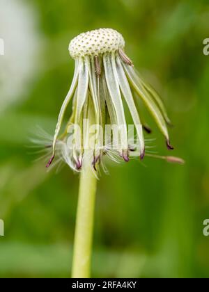 Makrofotografie mit einem alten Löwenzahn. Stockfoto