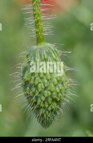 Makrofotografie mit Mohndetails. Stockfoto