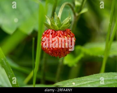 Makrofotografie wilder Erdbeeren in ihrer natürlichen Umgebung. Stockfoto
