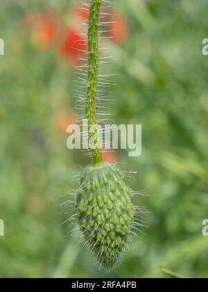 Makrofotografie mit Mohndetails. Stockfoto