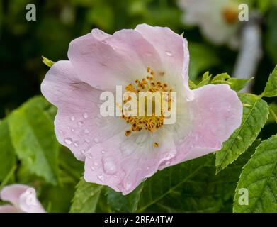 Nahaufnahme mit rosa Wildrosenblume ( rosa rubiginosa ) mit Wassertropfen, nach Regen. Stockfoto