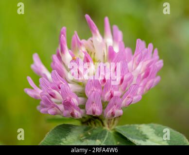 Makrofotografie mit Rotkleeblume. Stockfoto
