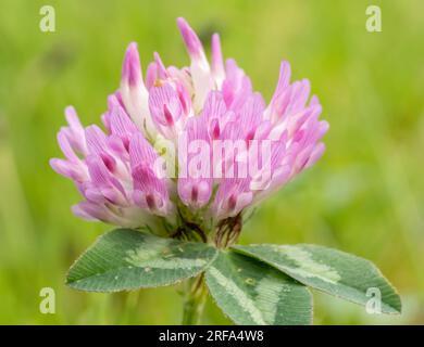 Makrofotografie mit Rotkleeblume. Stockfoto