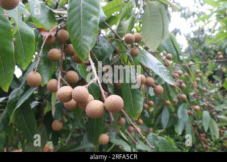 Longanfrüchte auf Bauernhöfen sind Barfrüchte Stockfoto