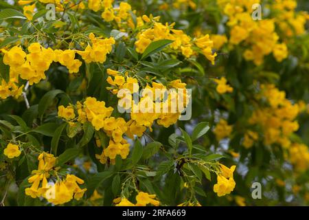 Gelbe Glockenblumen, gelbe Blumen auf dem Baum und grüne Blätter im Sommer. Stockfoto