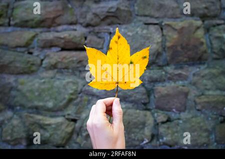 Eine Hand, die ein gelbes Ahornblatt vor einer dunklen Steinmauer hält. Herbst. Blätter. Stockfoto