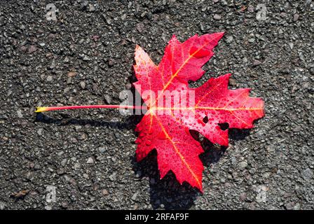 Rotes Ahornblatt auf dunkler Asphaltoberfläche. Laub im Herbst. Stockfoto