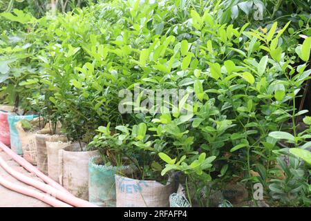 Carissa-Carandas-Baumpflanze auf dem Hof, die häufig als Gewürze für Gurken und Gewürze verwendet wird Stockfoto