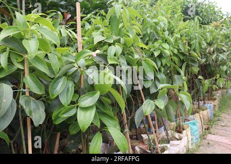 Die Gewürzpflanze Cinnamomum osmophloeum auf dem Hof für die Ernte ist eine Geldfrucht Stockfoto