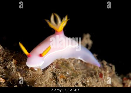 Bullock's Hypseldoris Nudibranch, Hypseldoris bullocki, Tauchplatz Nudi Falls, Lempriv Straits, Sulawesi, Indonesien Stockfoto