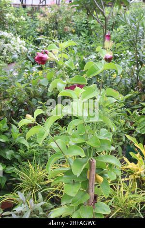 Die auf dem Bauernhof zu erntende Blütenpflanze Allamanda Blanchetii ist eine Geldpflanze Stockfoto