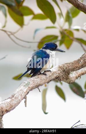Forest Kingfisher, Todiramphus macleayii, Macleay's oder der blaue eisvogel, hoch im Baum, Hasties Swamp, Athereton Tablelands, Australien. Stockfoto