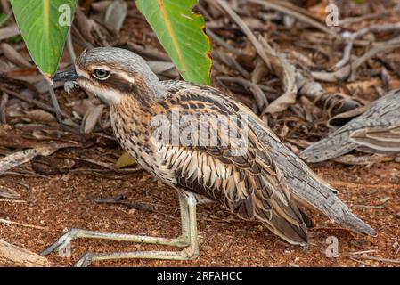 Bushsteincurlew, Burhinus grallarius, Burhinus magnirostris, Burhinidae, Southern Curlew, Bush Curlew, Scrub Stone-Curlew, Southern Stone Plover, Stockfoto