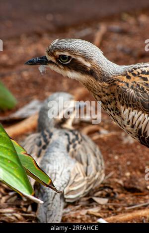 Bushsteincurlew, Burhinus grallarius, Burhinus magnirostris, Burhinidae, Southern Curlew, Bush Curlew, Scrub Stone-Curlew, Southern Stone Plover, Stockfoto