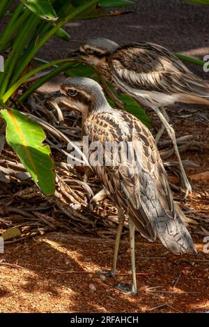 Bushsteincurlew, Burhinus grallarius, Burhinus magnirostris, Burhinidae, Southern Curlew, Bush Curlew, Scrub Stone-Curlew, Southern Stone Plover, Stockfoto