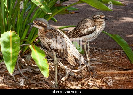 Bushsteincurlew, Burhinus grallarius, Burhinus magnirostris, Burhinidae, Southern Curlew, Bush Curlew, Scrub Stone-Curlew, Southern Stone Plover, Stockfoto