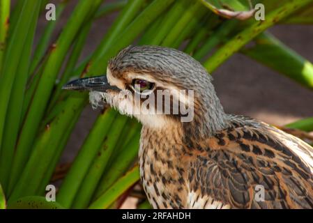Bushsteincurlew, Burhinus grallarius, Burhinus magnirostris, Burhinidae, Southern Curlew, Bush Curlew, Scrub Stone-Curlew, Southern Stone Plover, Stockfoto