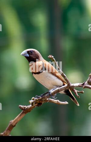 Kastanienbrüste Mannikin, Kastanienbrüste Munia, Bully Bird, Lonchura castaneothorax, Wild, Malanda, Australien. Stockfoto