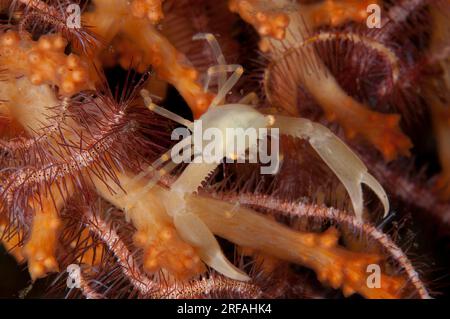 Crowned Coral Crab, Quadrella coronata und Brittle Star, Ophiothrix sp, Nudi Retreat Dive Site, LembritStraits, Sulawesi, Indonesien Stockfoto