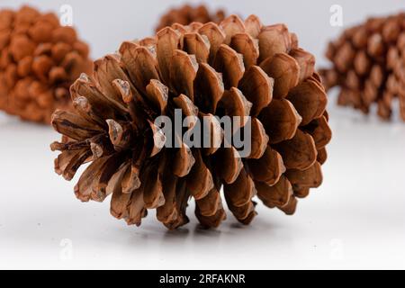 Biologisches Beispiel von fibonacci-Spiralen an einem Pinienkegel isoliert auf weißem Hintergrund. Stockfoto